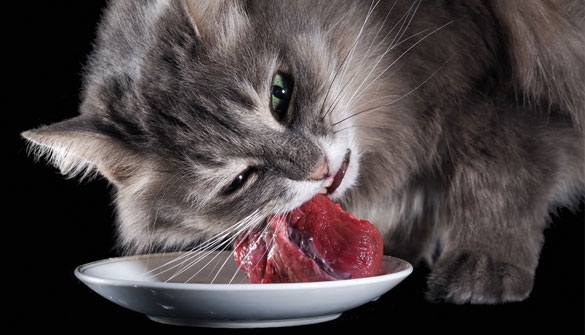 Barf Für Katzen Frischfleisch Für Katzen Kaufen